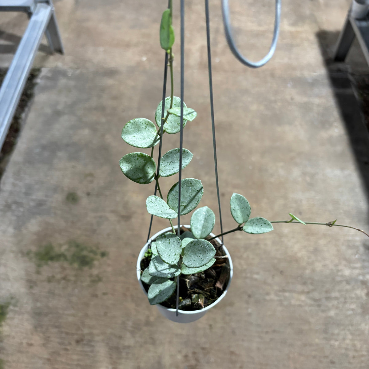 Hoya Mathilde Silver