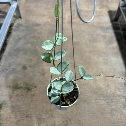 Hoya Mathilde Silver