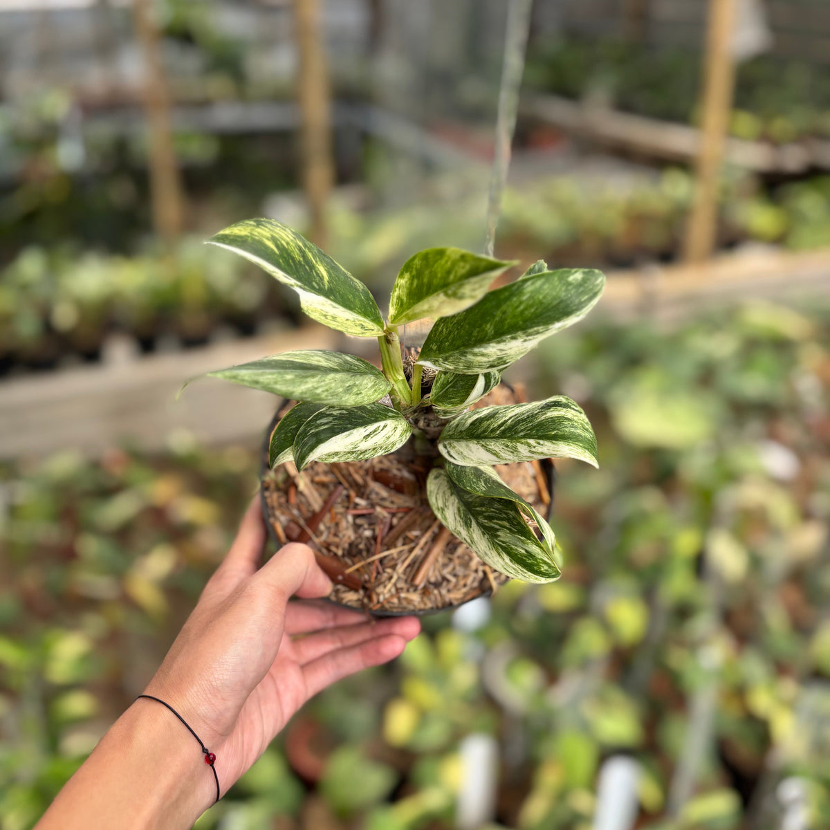 Rhaphidophora Elliptifolia Variegated