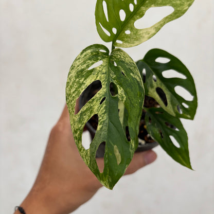 Monstera Blanchetii Variegated