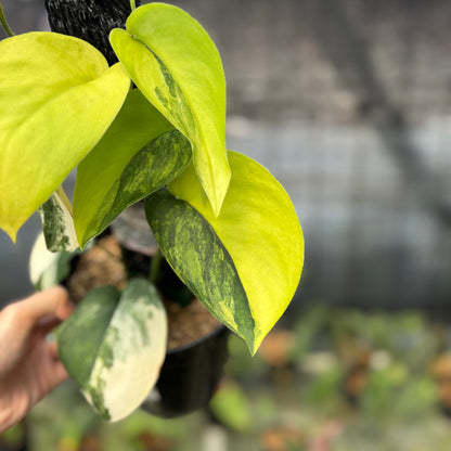 RP2-9 Scindapsus Jade Satin Variegated