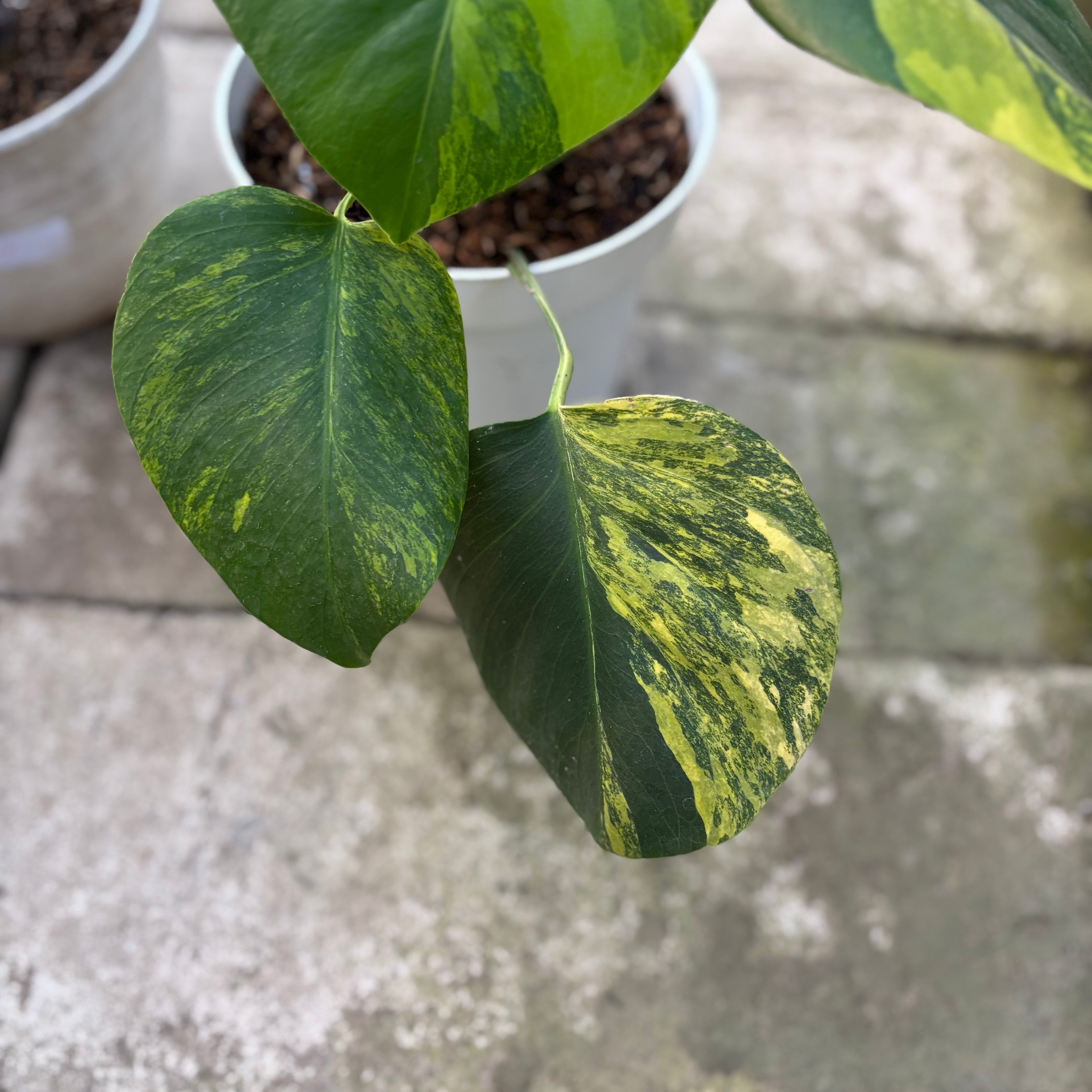 RP30-9 Monstera Yellow Variegated "Marmorata" (2 pcs)
