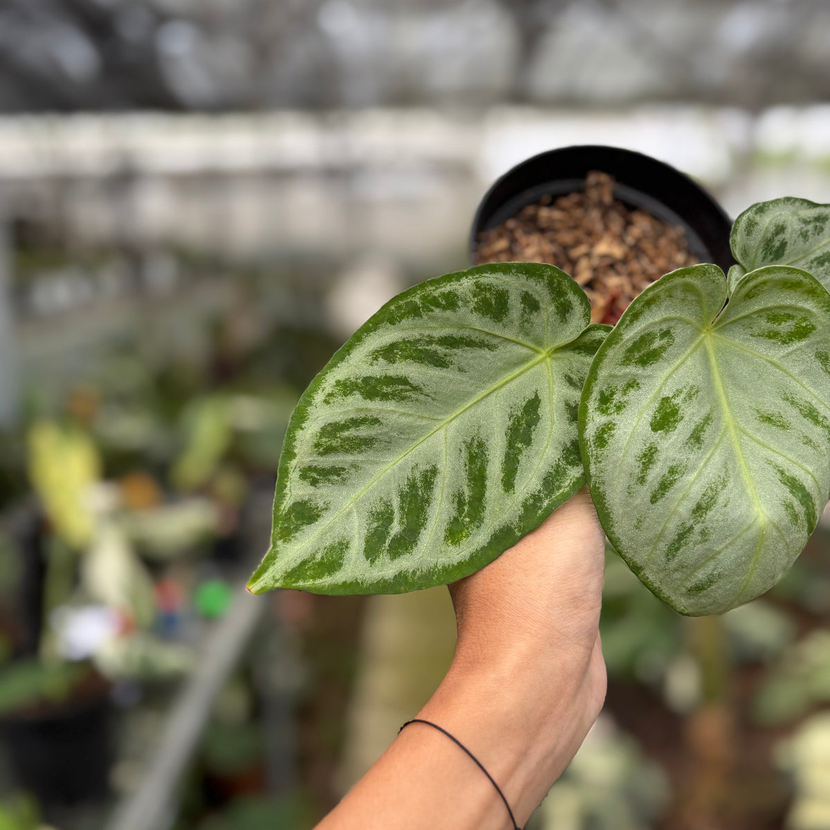 RP15-10	Anthurium Silver Chrome Full Silver