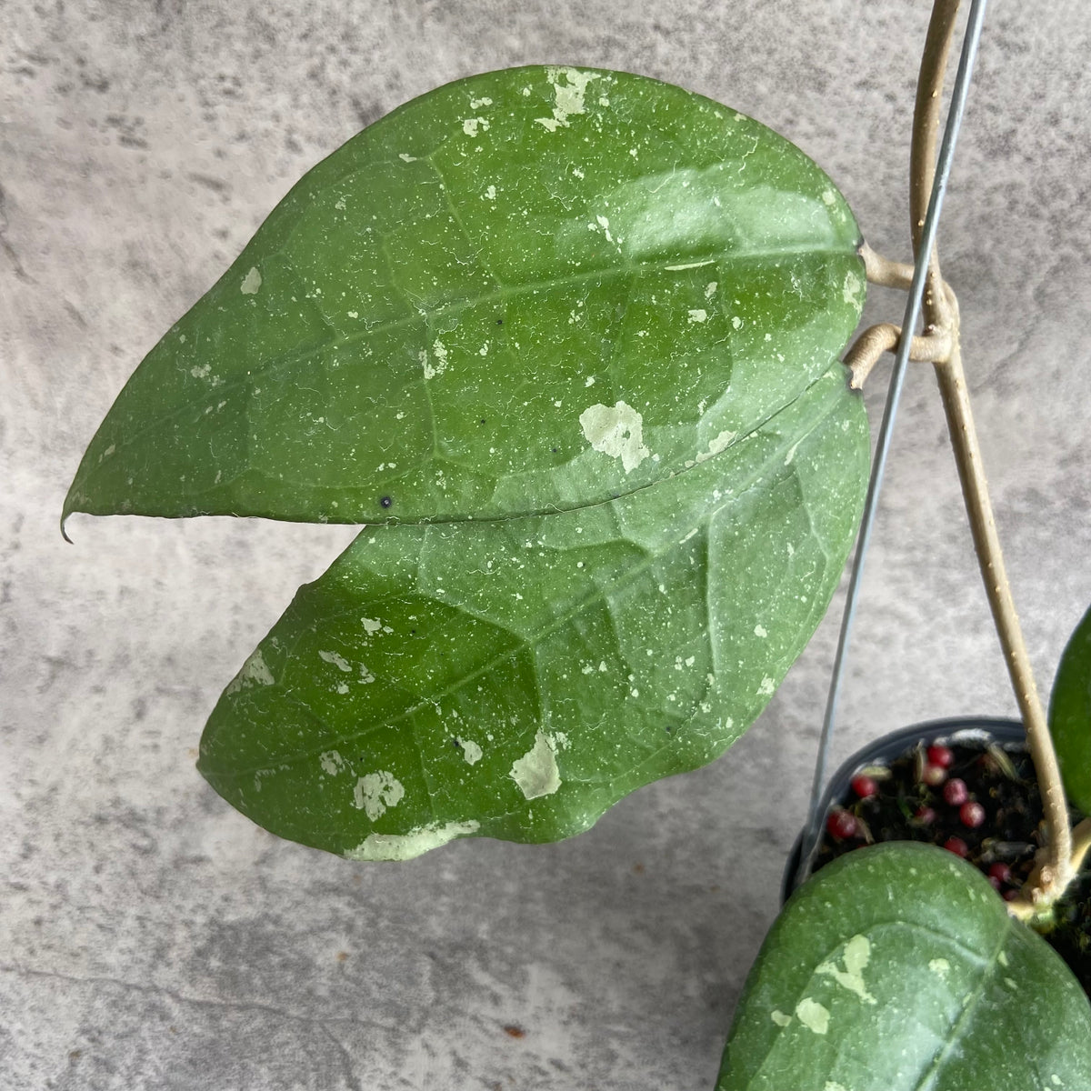 RP41-10 Hoya Bird of Paradise