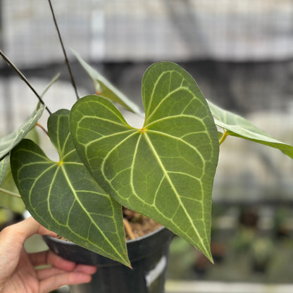 RP5-10 Anthurium Clarinervium Hybrid