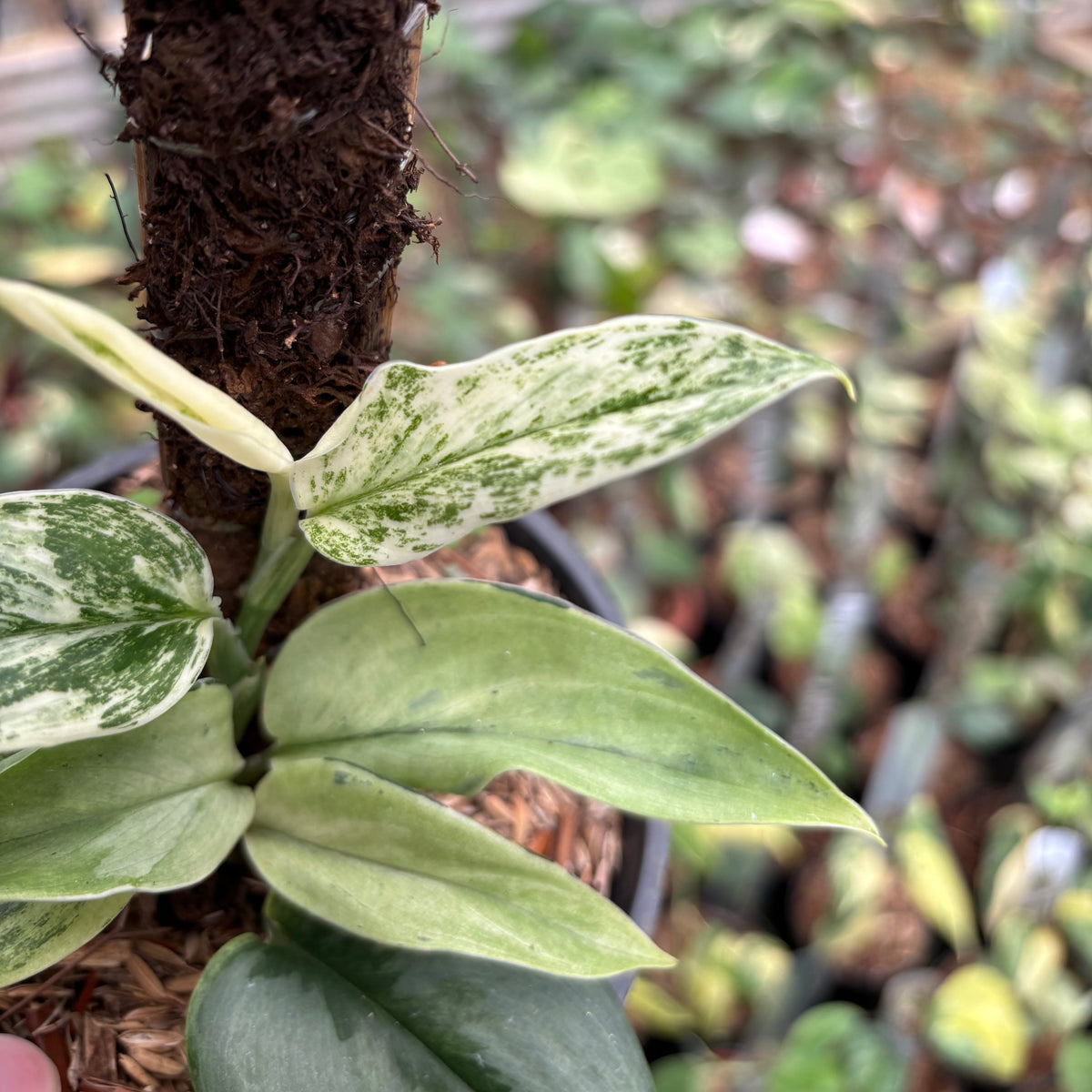Scindapsus Superstar