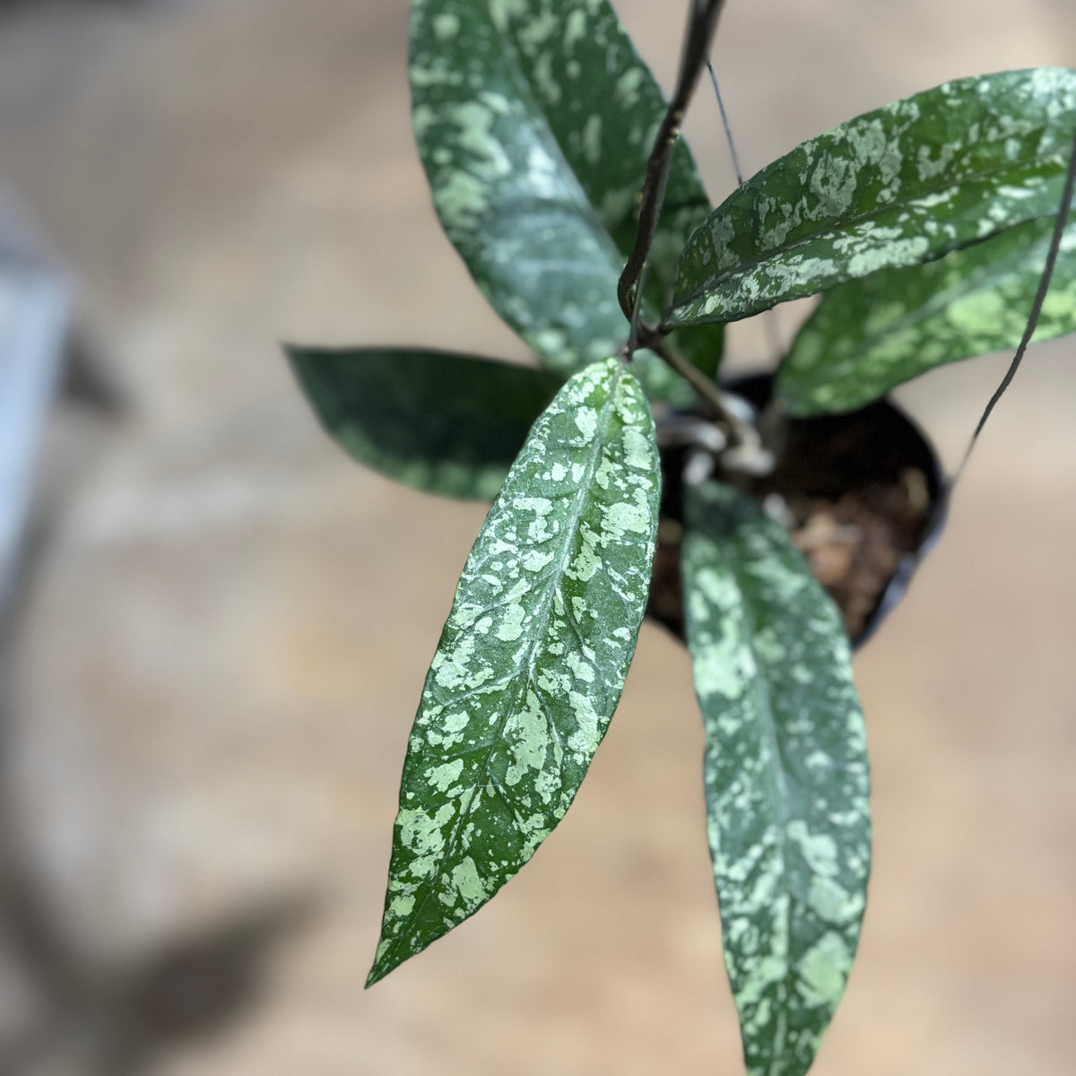 Hoya SP Aceh Lover Tears