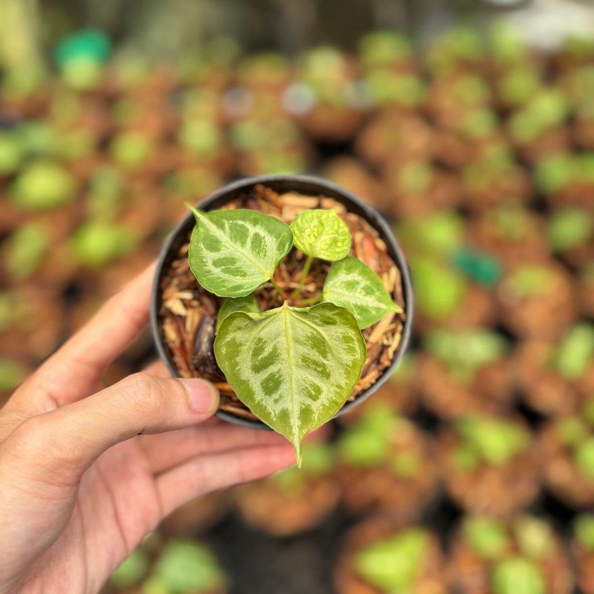 Anthurium Magna Hellboy x Boogie