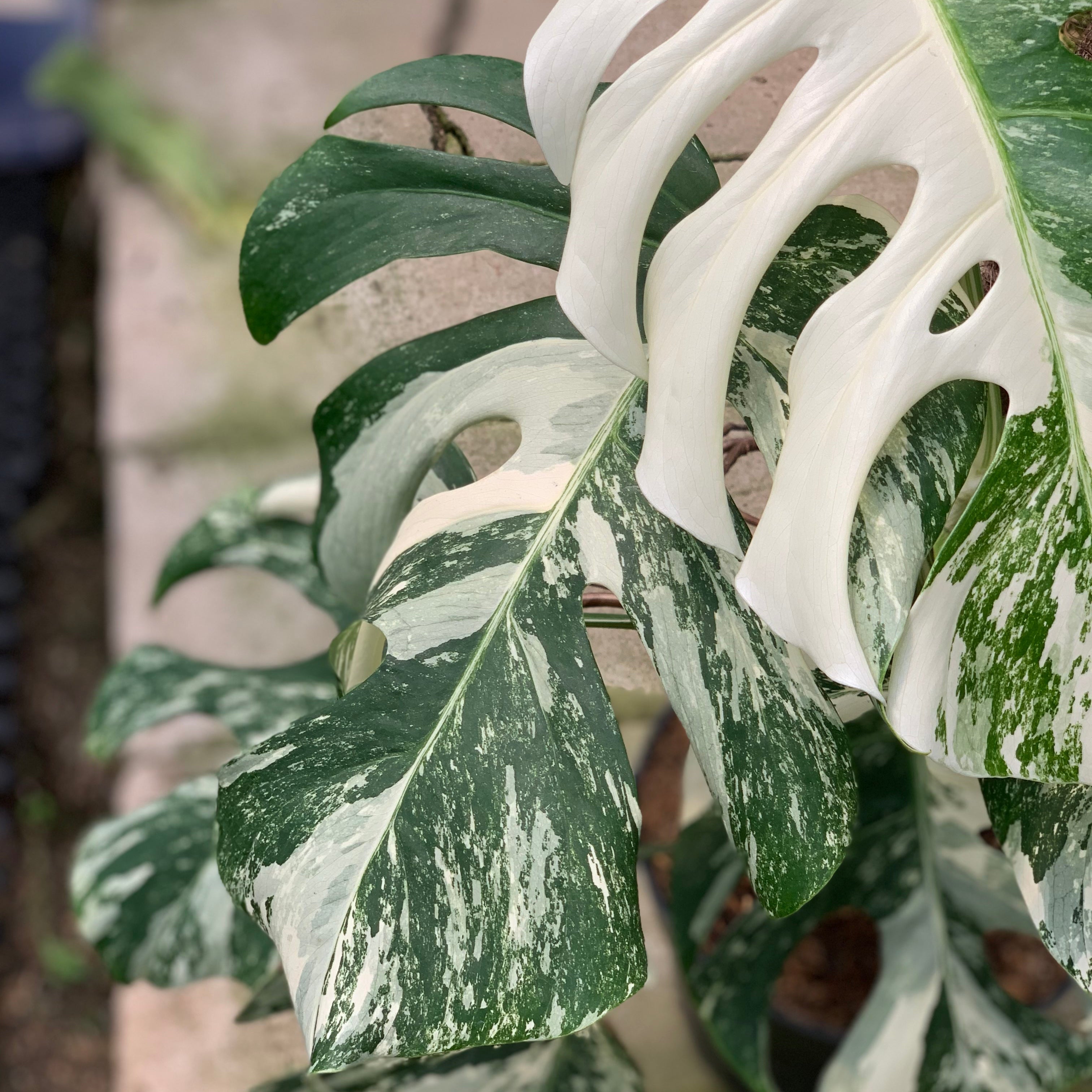 Monstera Albo White Tiger Variegated Lush