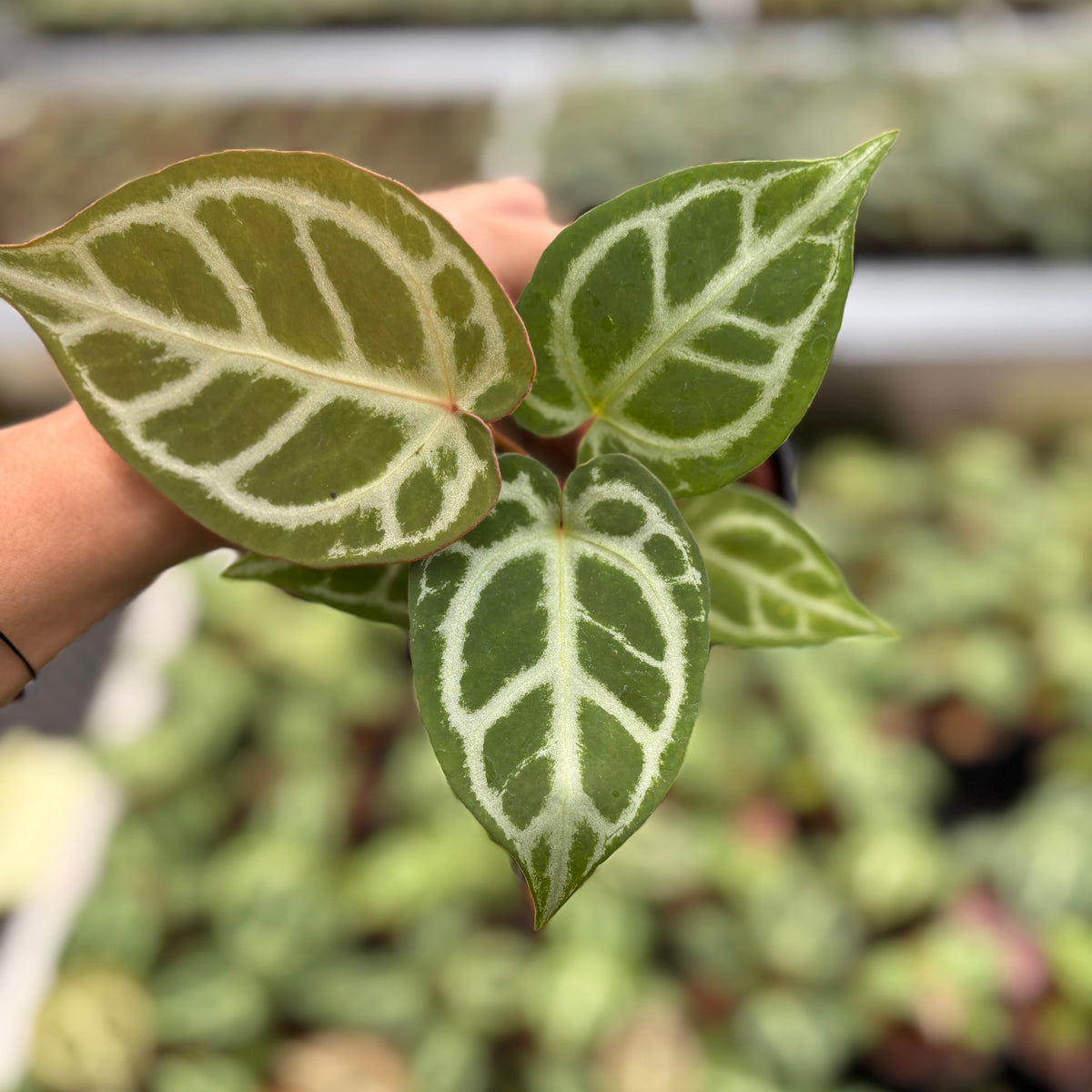 Anthurium Magnificum Silver x Red Crystallinum (HU)