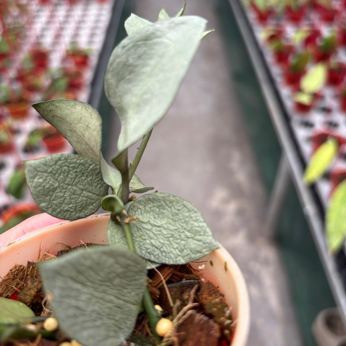 Hoya Lacunosa Orange Skin