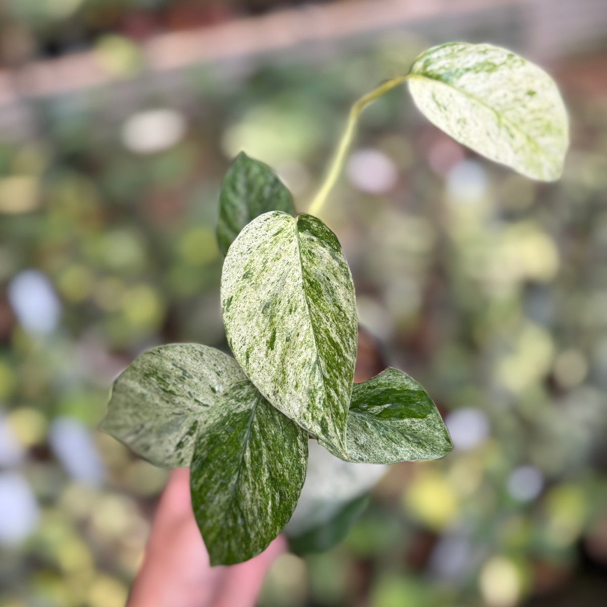 Epipremnum Pinnatum Hanoman