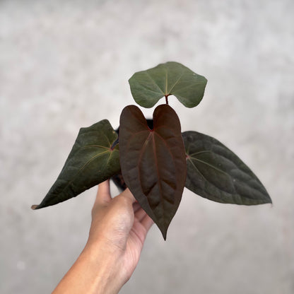 Anthurium Night Dragon