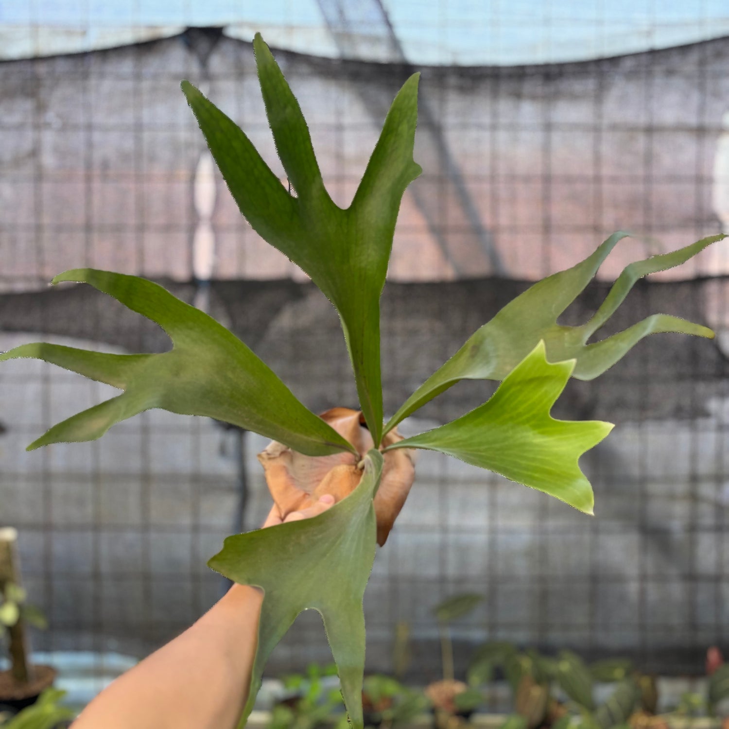 RP25-9 Platycerium Walichii