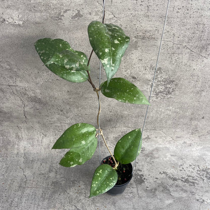 RP41-10 Hoya Bird of Paradise