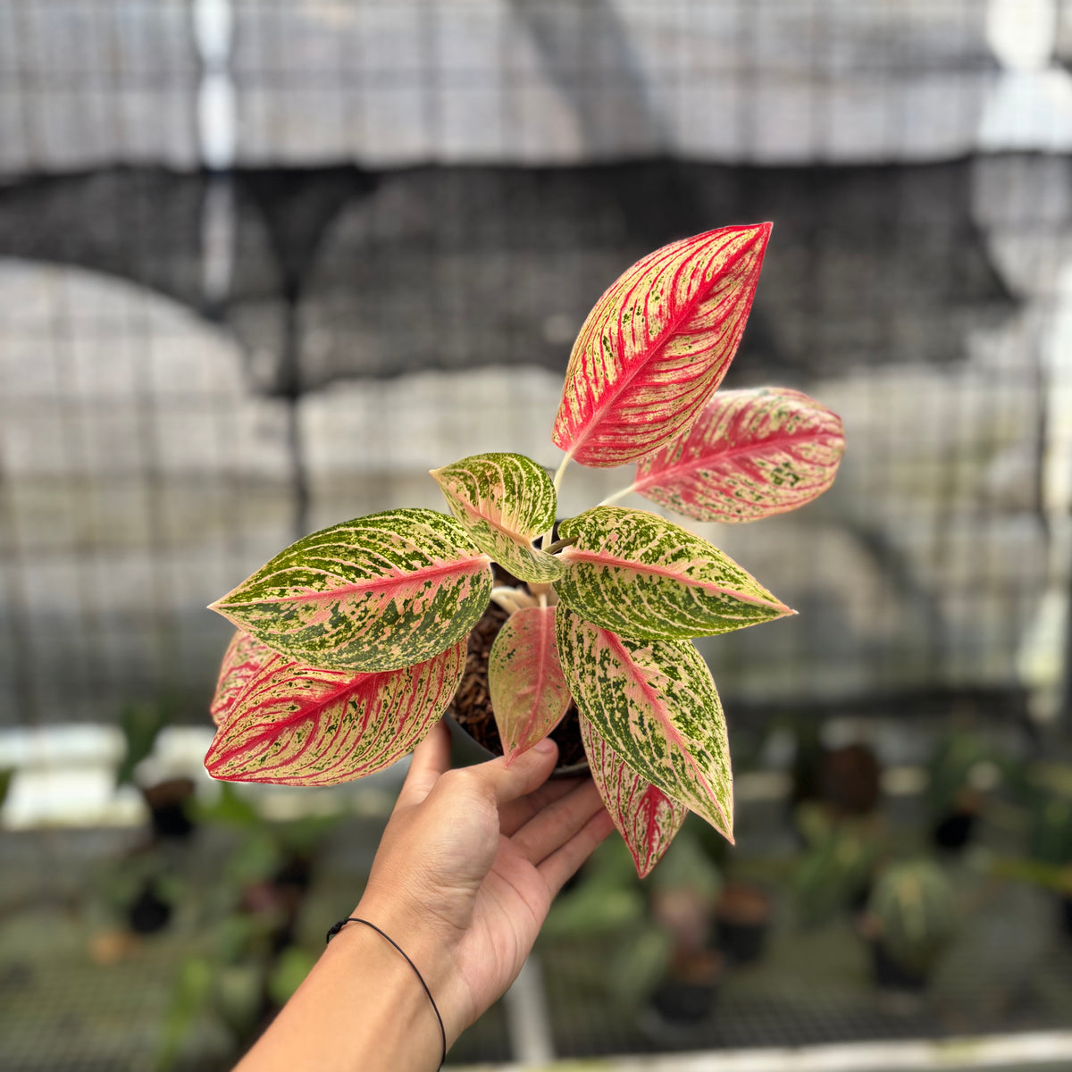 RP3-10 Aglaonema Red Legacy