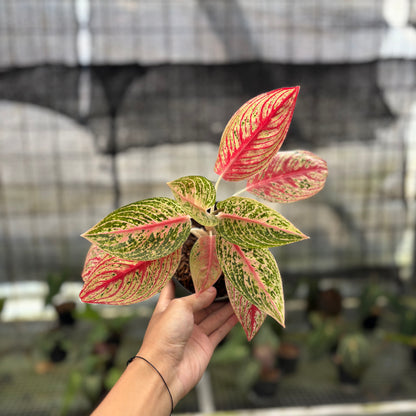 RP3-10 Aglaonema Red Legacy