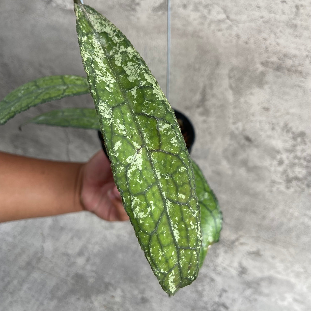RP47-10	Hoya Clemensiorum Borneo Splash