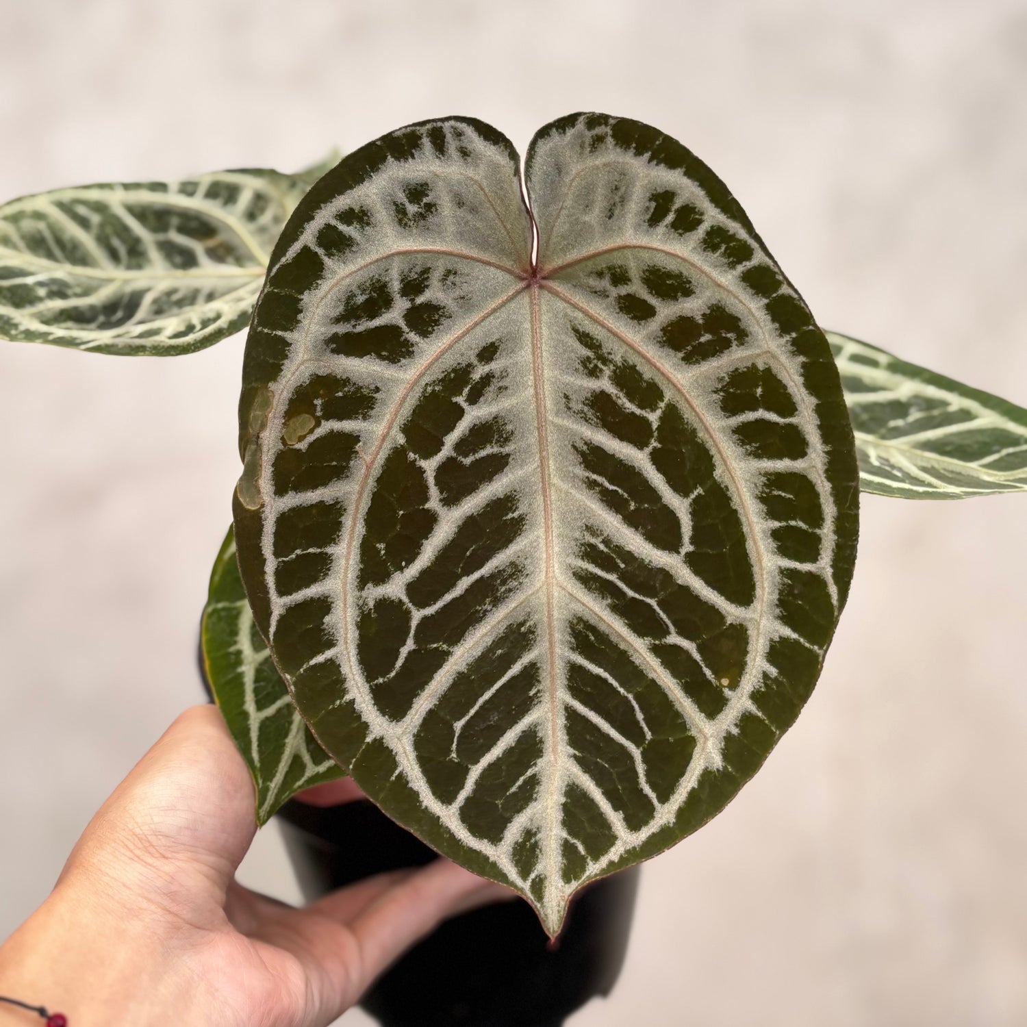 Anthurium Red Tiger Super Selected