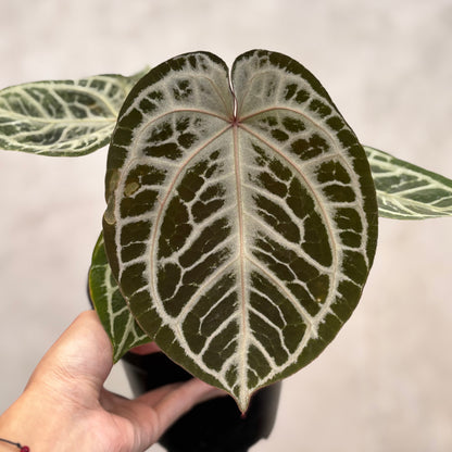 Anthurium Red Tiger Super Selected