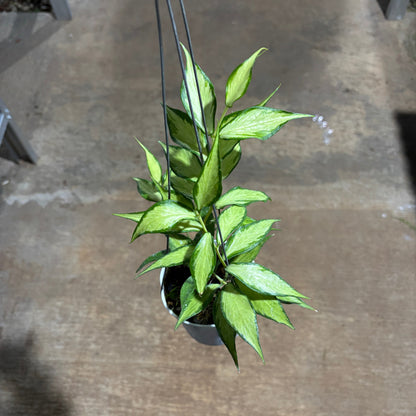 Hoya Polyneura Inner Variegated
