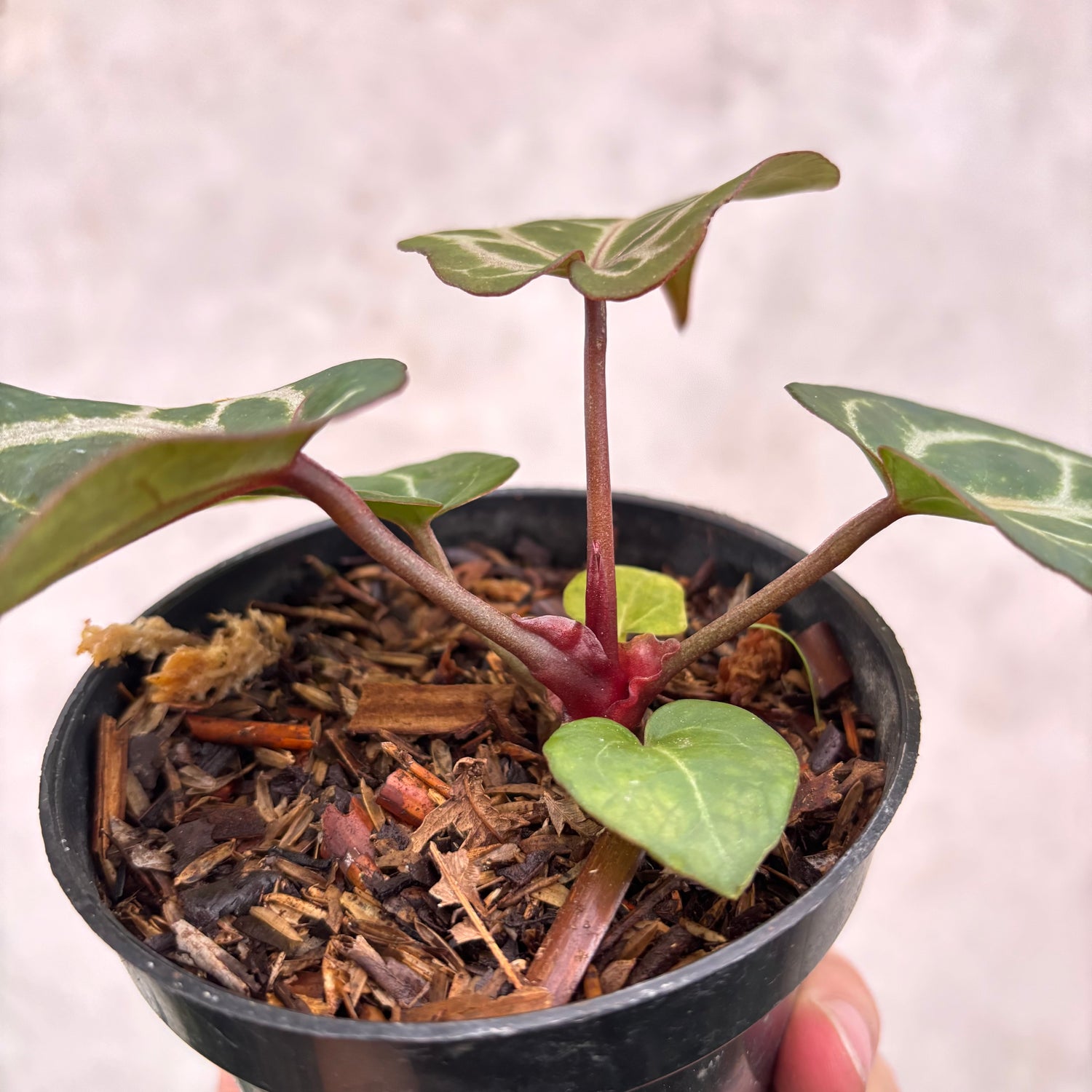 Anthurium Chocolate x Red Crystallinum