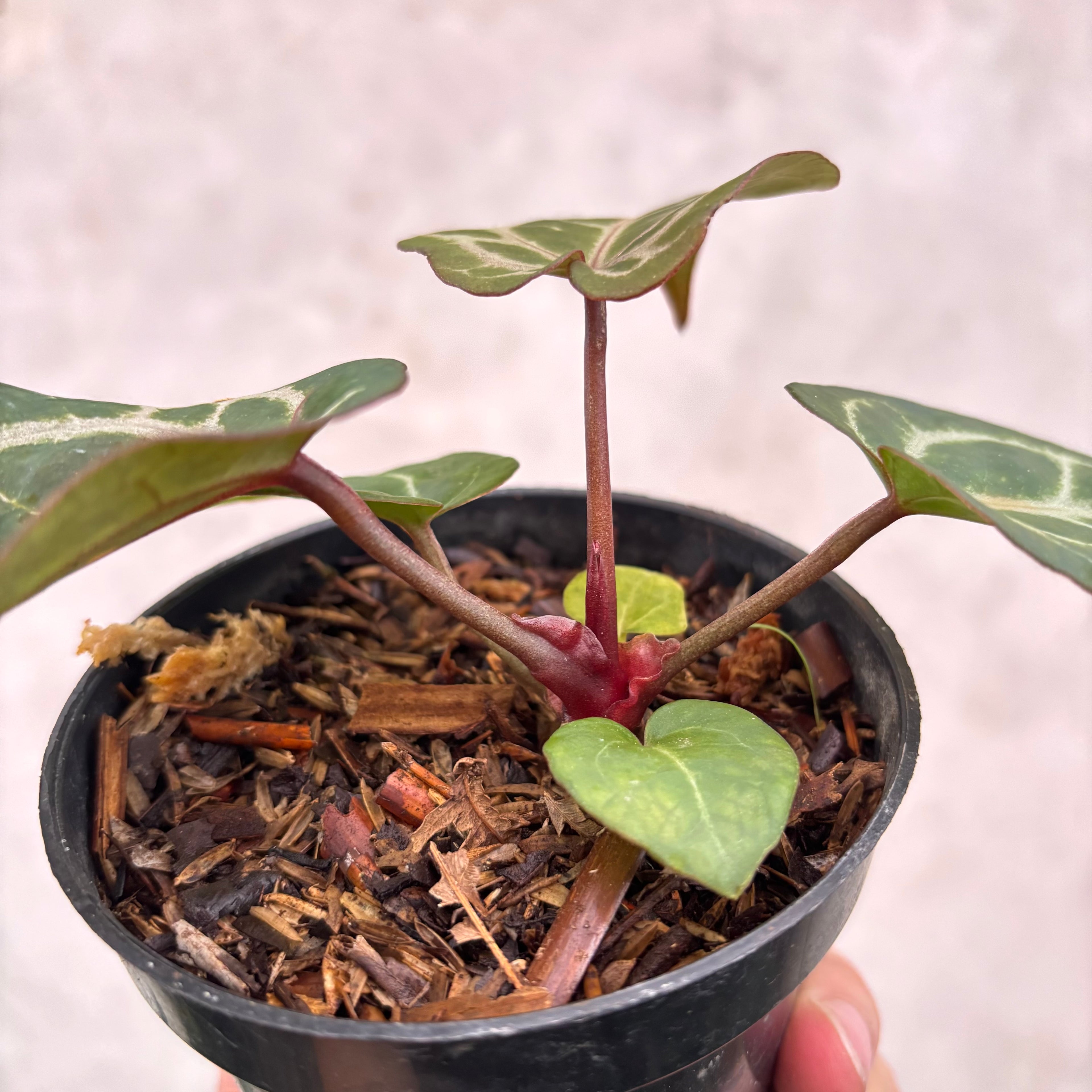 Anthurium Chocolate x Red Crystallinum