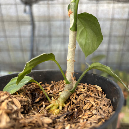 RP4-9 Aglaonema Pictum Beecolor Variegated