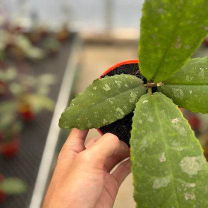 Hoya Undulata "Dikaya Priroda"