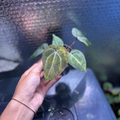 RP39-10	Anthurium Black Venom x Michelle Variegated