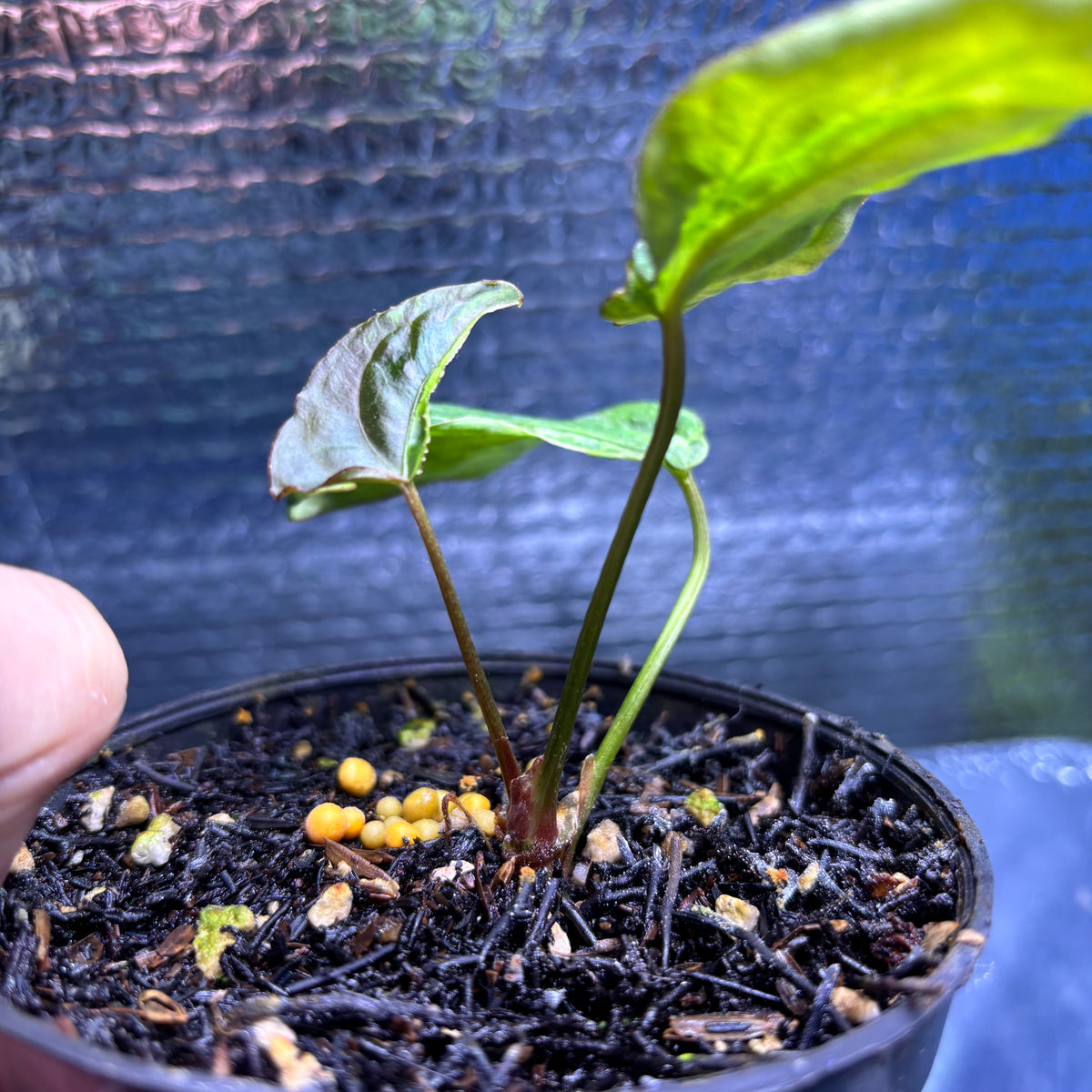 RP36-9 Anthurium Portilae Indo x Forgetti Variegated