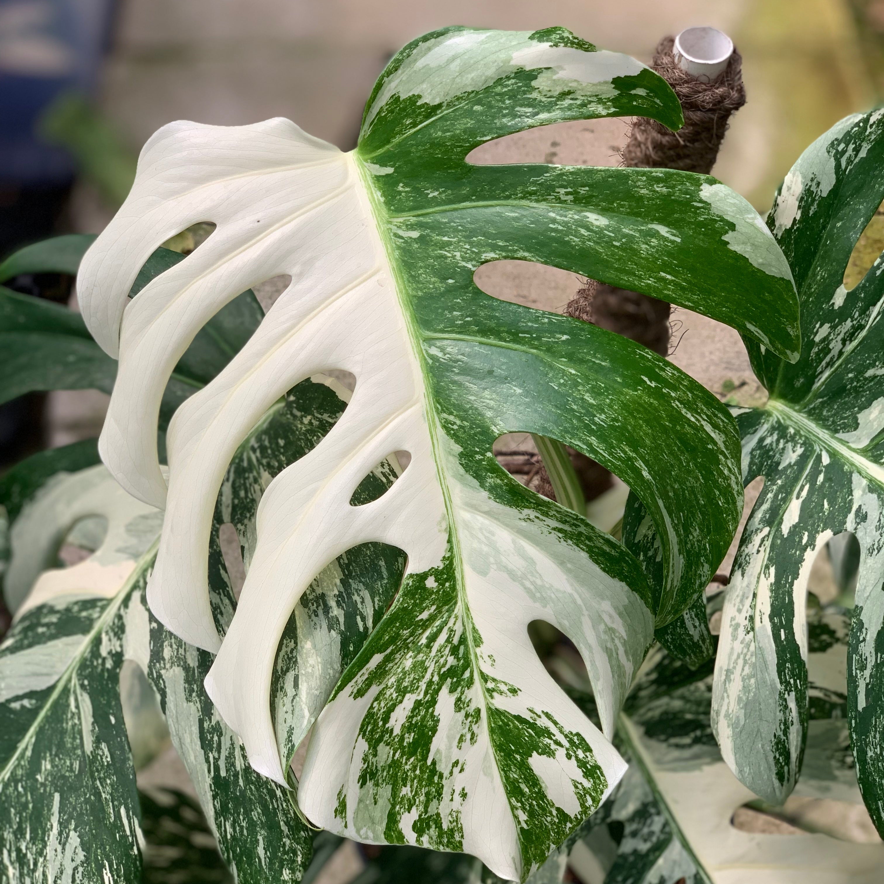 Monstera Albo White Tiger Variegated Lush