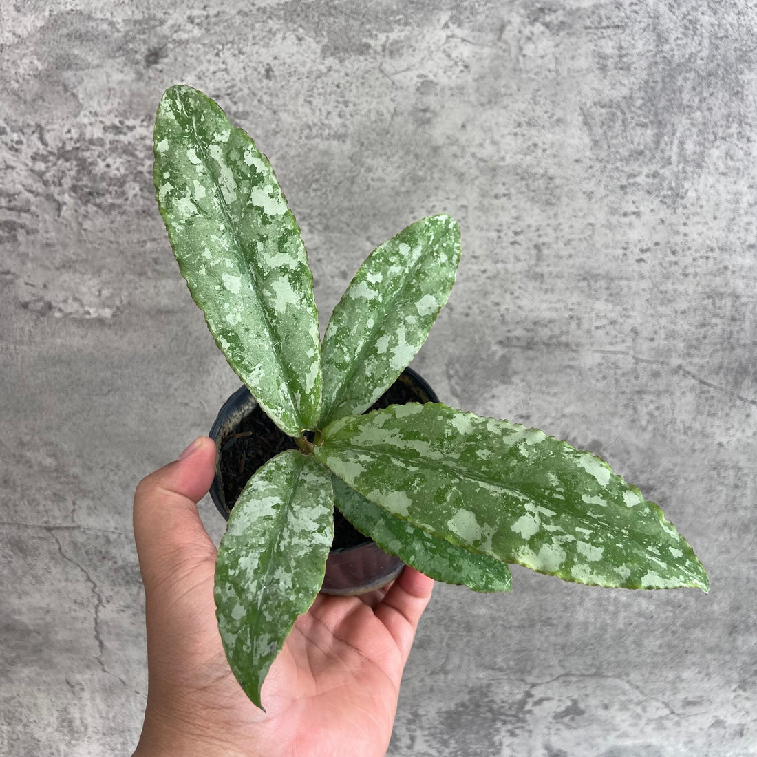 RP66-10	Hoya Undulata Silver