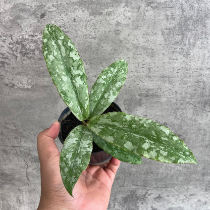 RP66-10	Hoya Undulata Silver