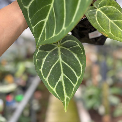 RP14-10	Anthurium Papilillaminum x Magnificum