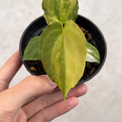 Anthurium Golden Sunrise x AOS Tezula x papilillaminum ORYN Variegated