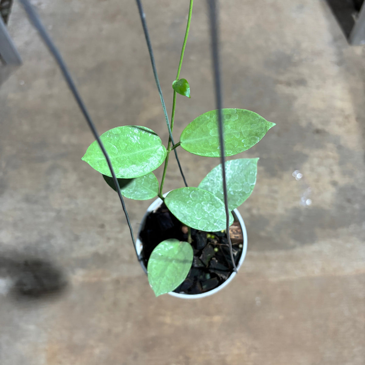 Hoya Moon Blush (AFF Vitellina x SP Sumbawa)