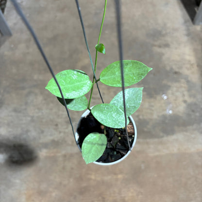 Hoya Moon Blush (AFF Vitellina x SP Sumbawa)