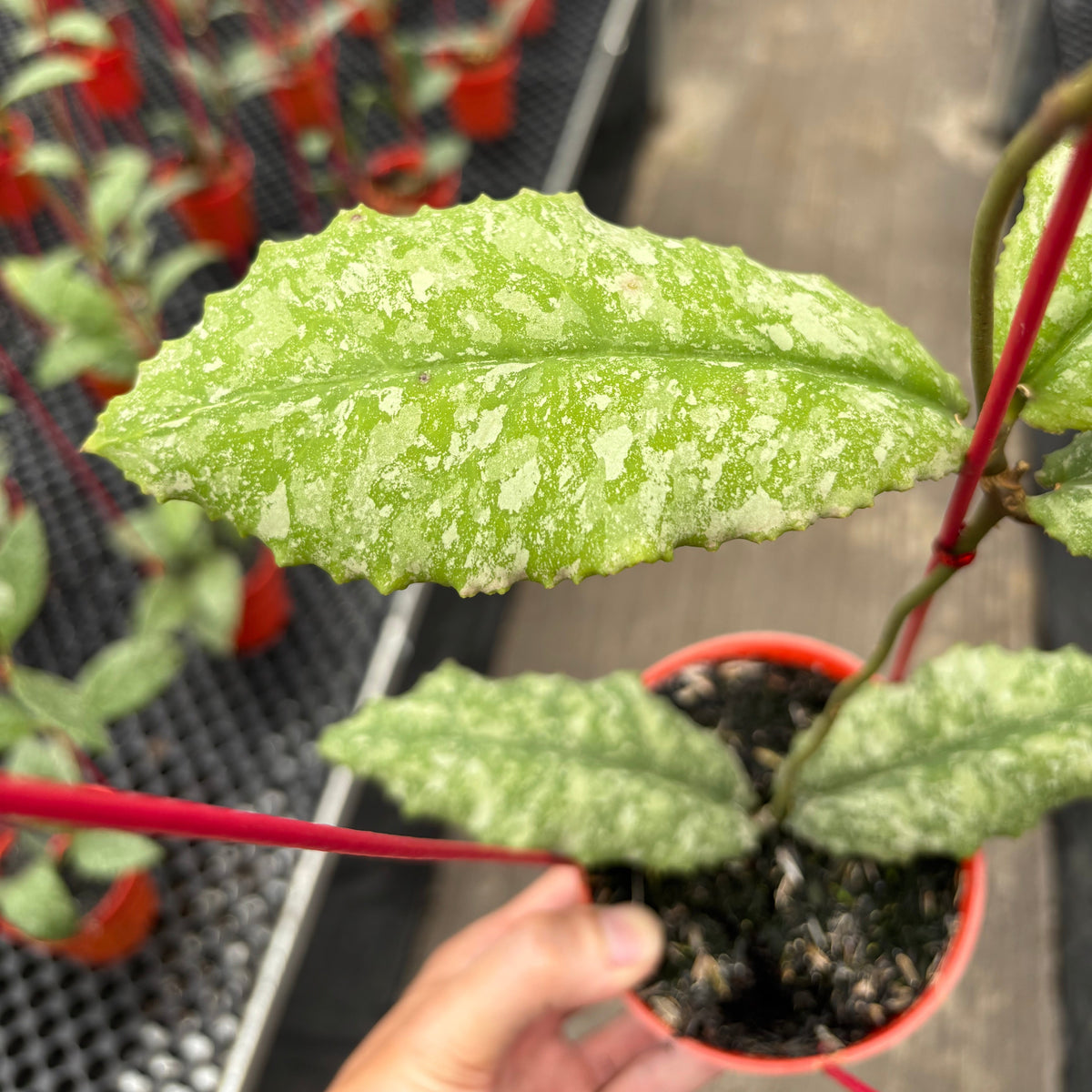 Hoya Undulata Purple Silver
