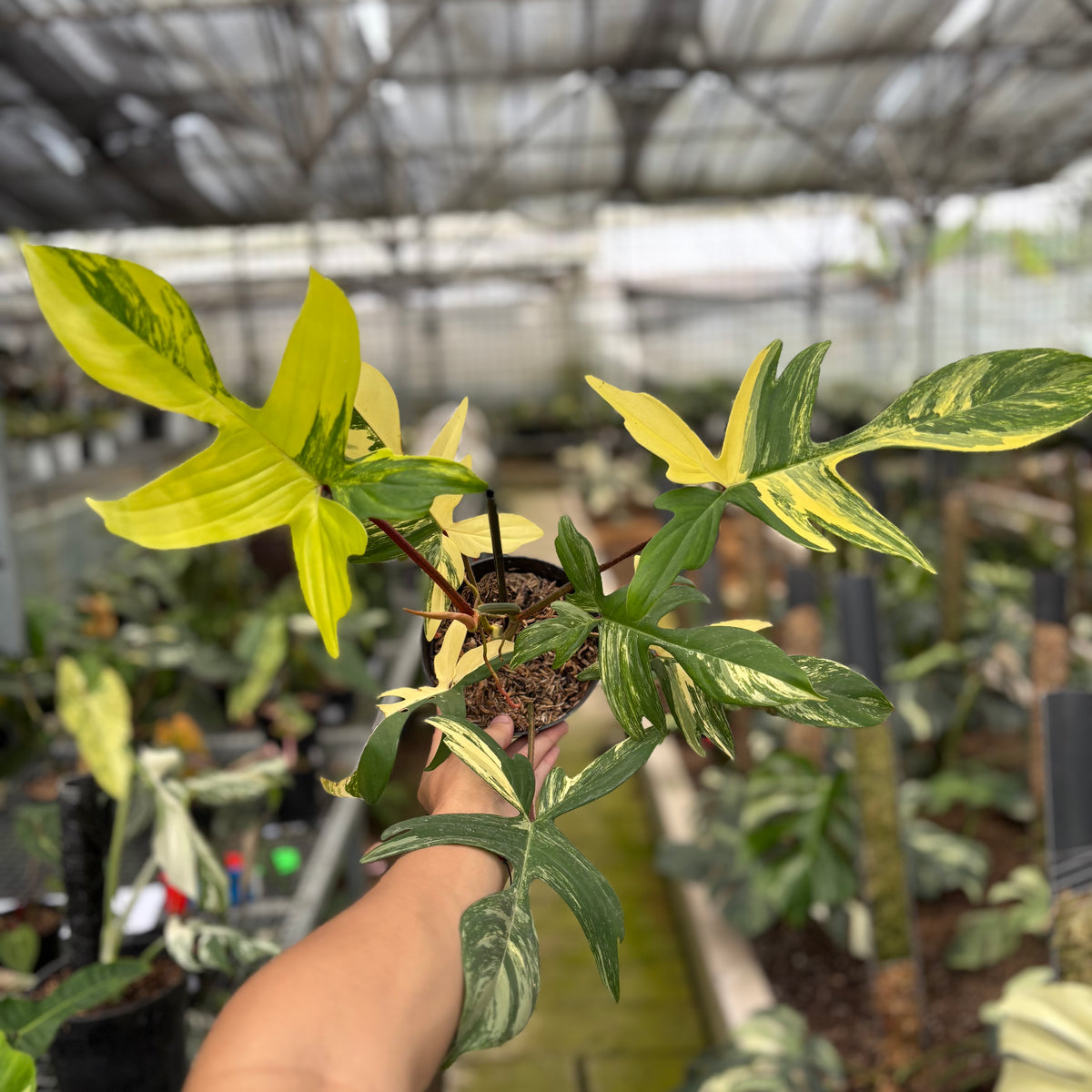 RP16-10	Philodendron Florida Beauty Mature Size