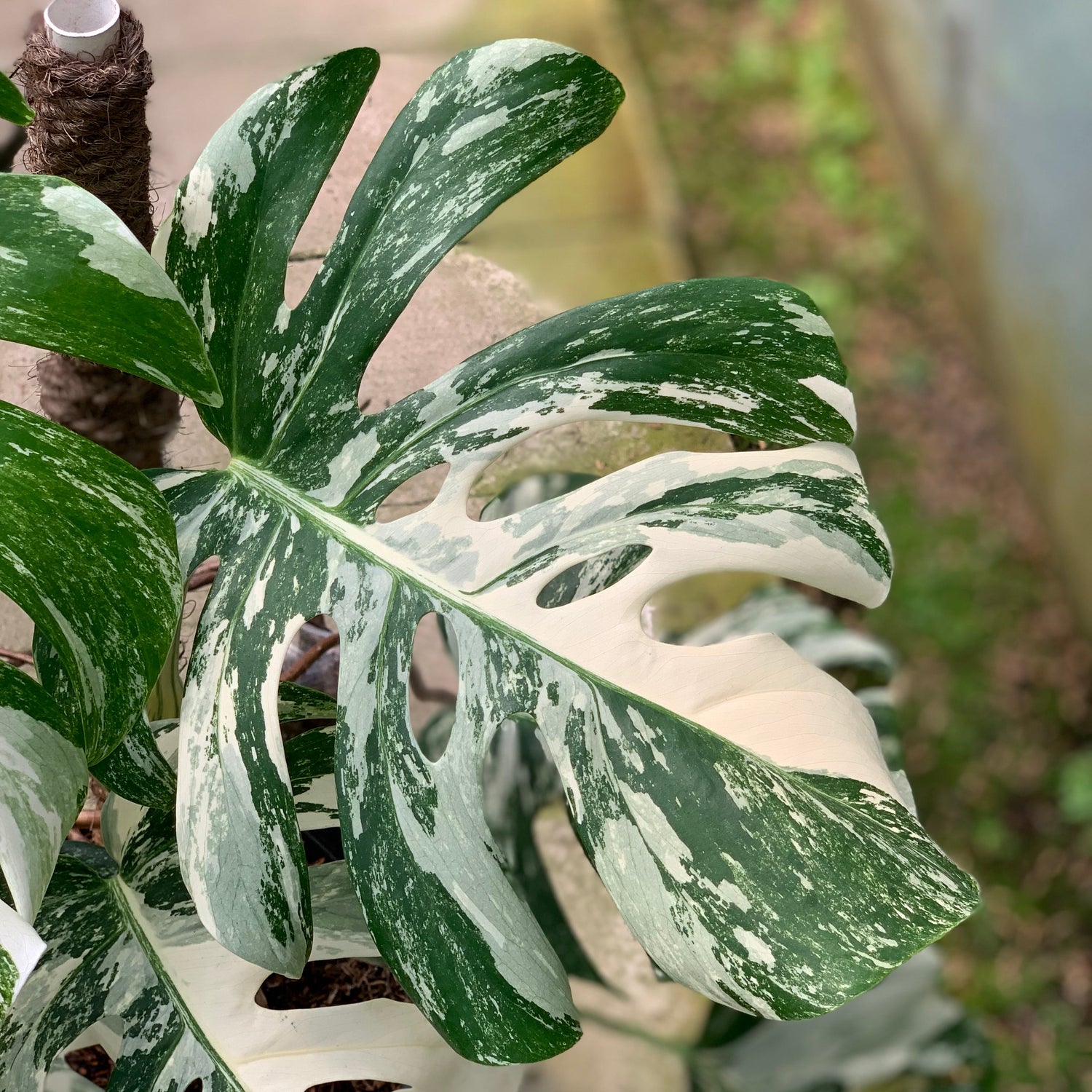 Monstera Albo White Tiger Variegated Lush