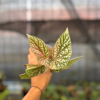 RP20-9 Begonia Snow Capped Variegated