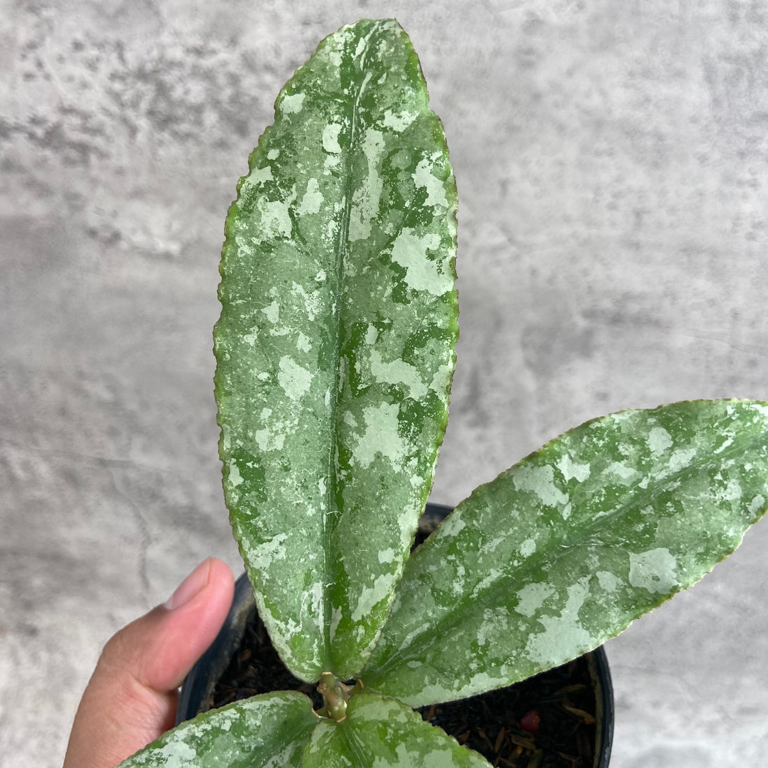 RP66-10	Hoya Undulata Silver