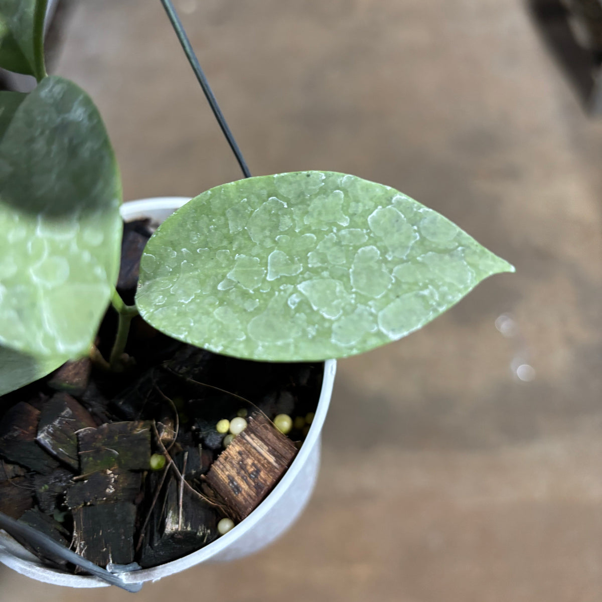 Hoya Moon Blush (AFF Vitellina x SP Sumbawa)