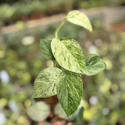 Epipremnum Pinnatum Hanoman