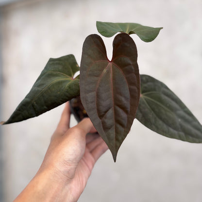 Anthurium Night Dragon