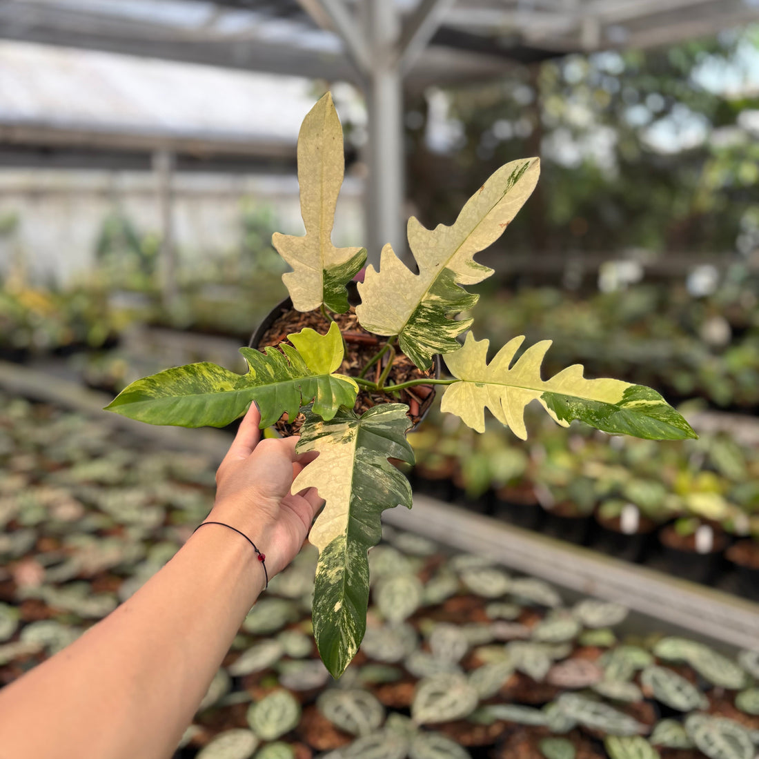 Philodendron Distantilobum x Florida Beauty