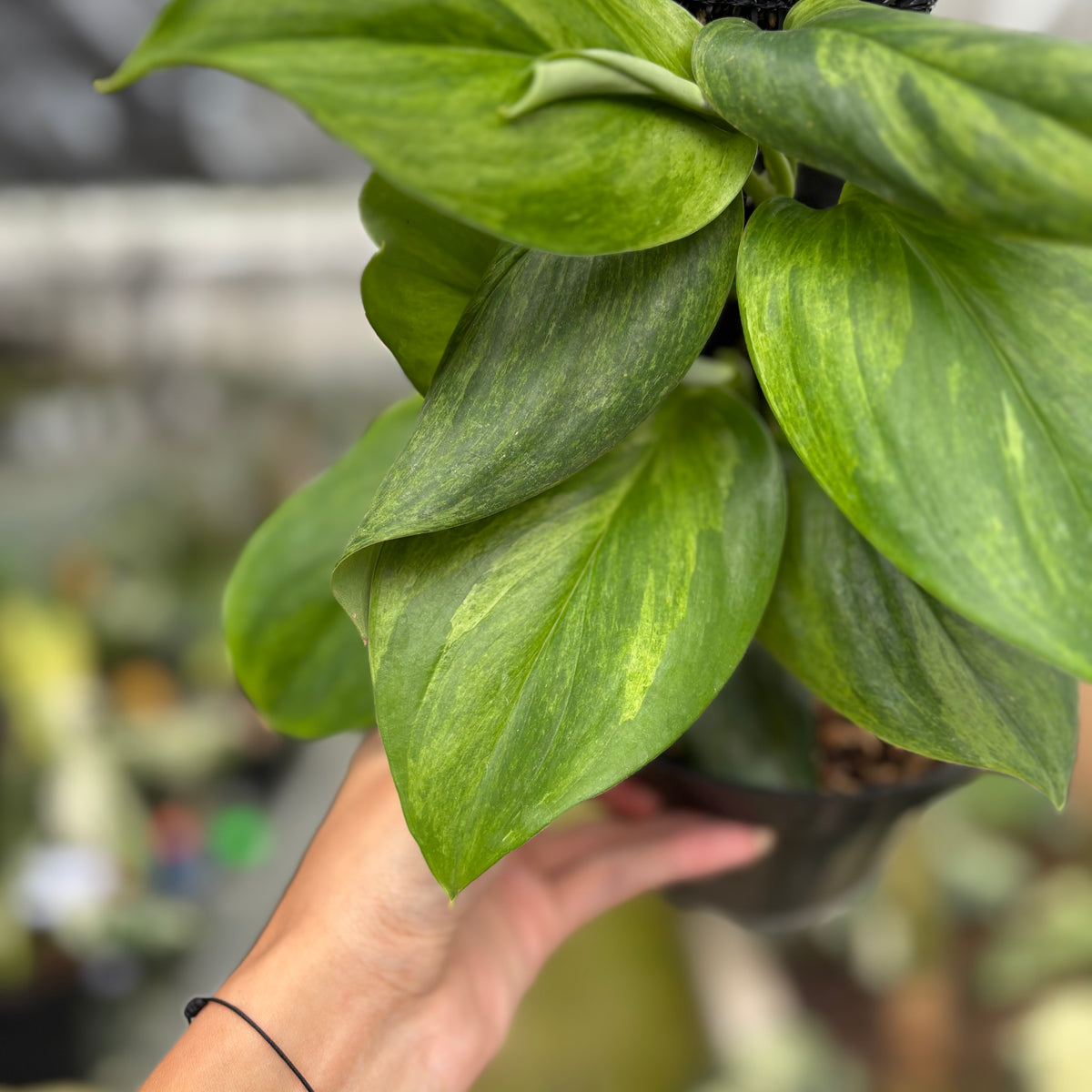 RP10-10 Scindapsus Moonlight Aurea