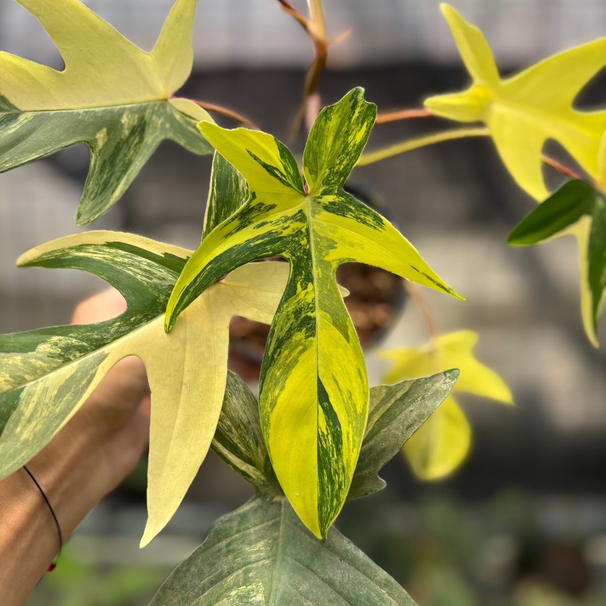 RP26-10	Philodendron Florida Beauty Mature Size
