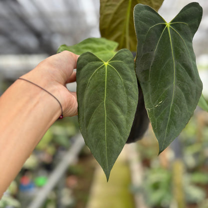 RP9-10 Anthurium Fortsherman x GOG